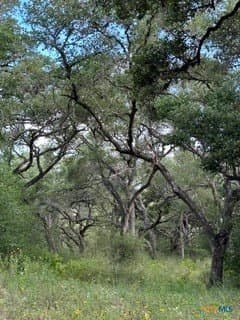 40 acres in DeWitt County - photo 6