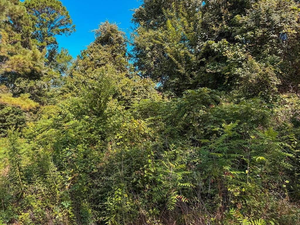 13.6 acres in ANDERSON County - photo 14