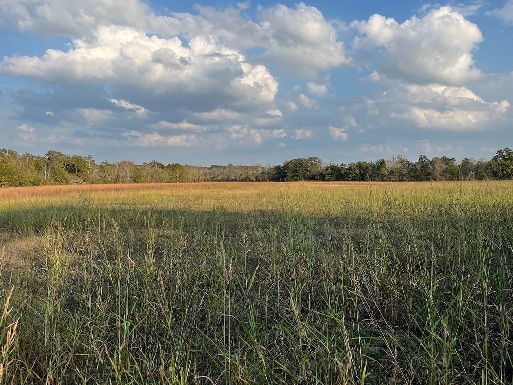 2 acres in Austin County gallery image 2