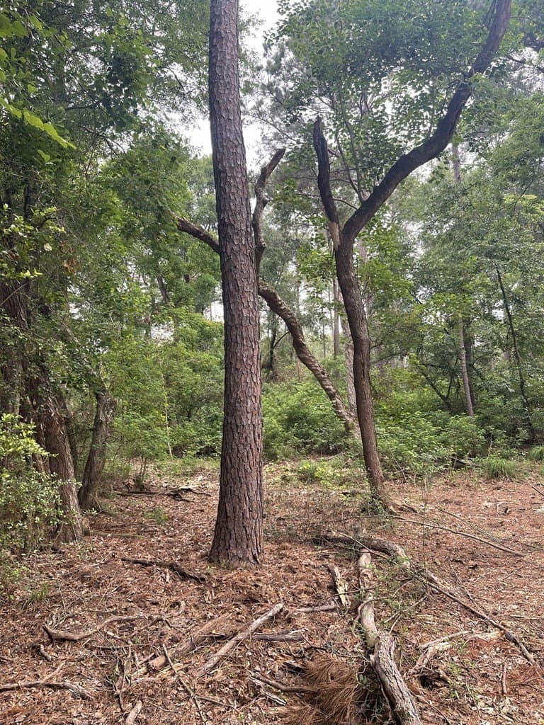 53.22 acres in Texas County gallery image 4