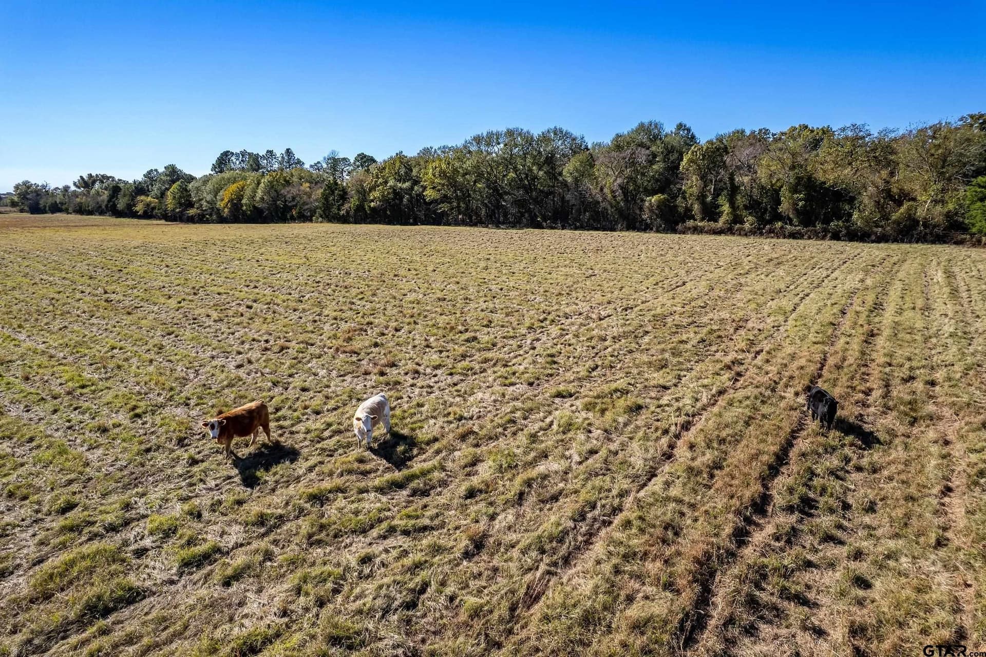 105.95 acres in Van Zandt County gallery image 4