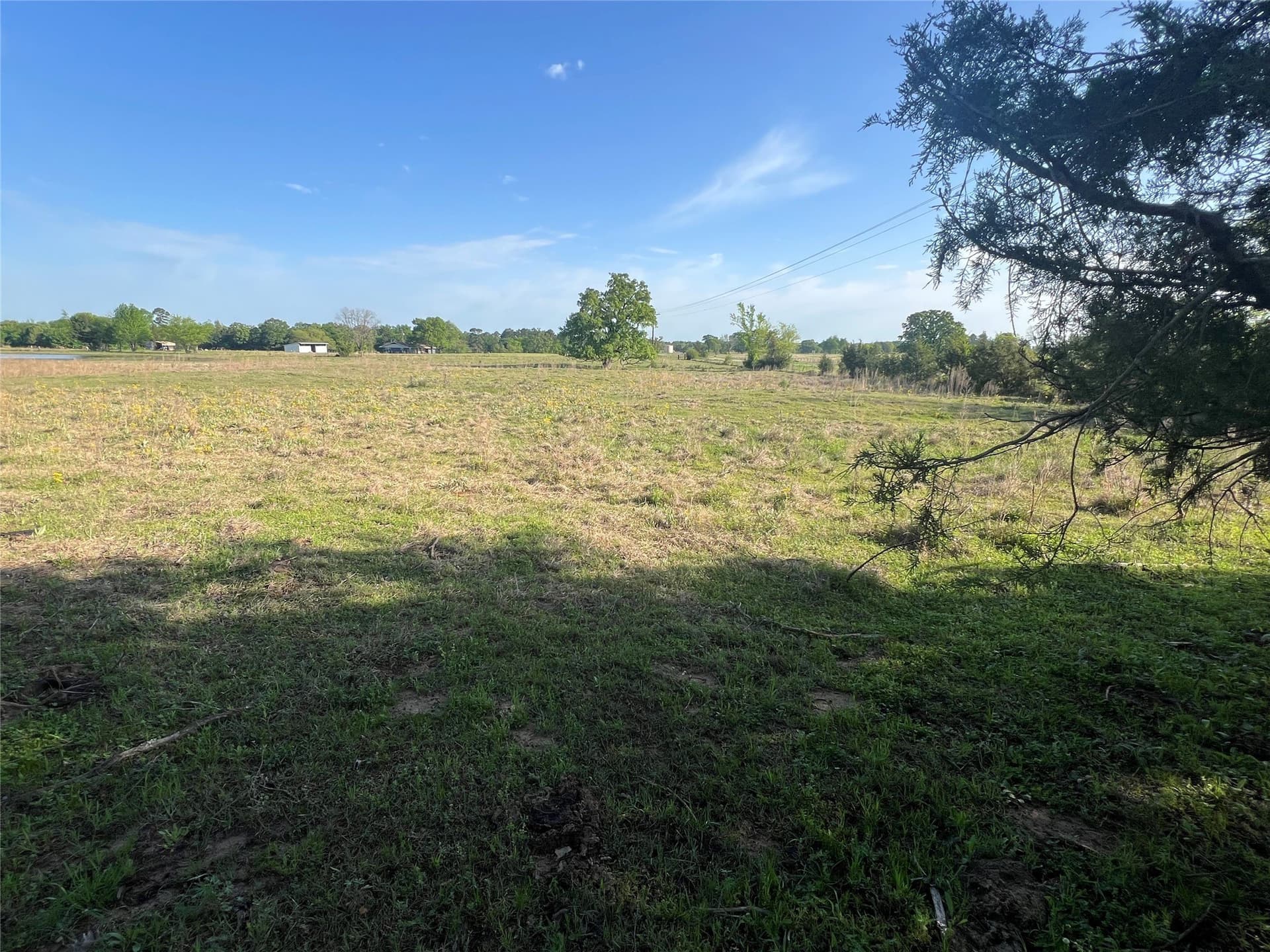 16.5 acres in Titus County gallery image 3