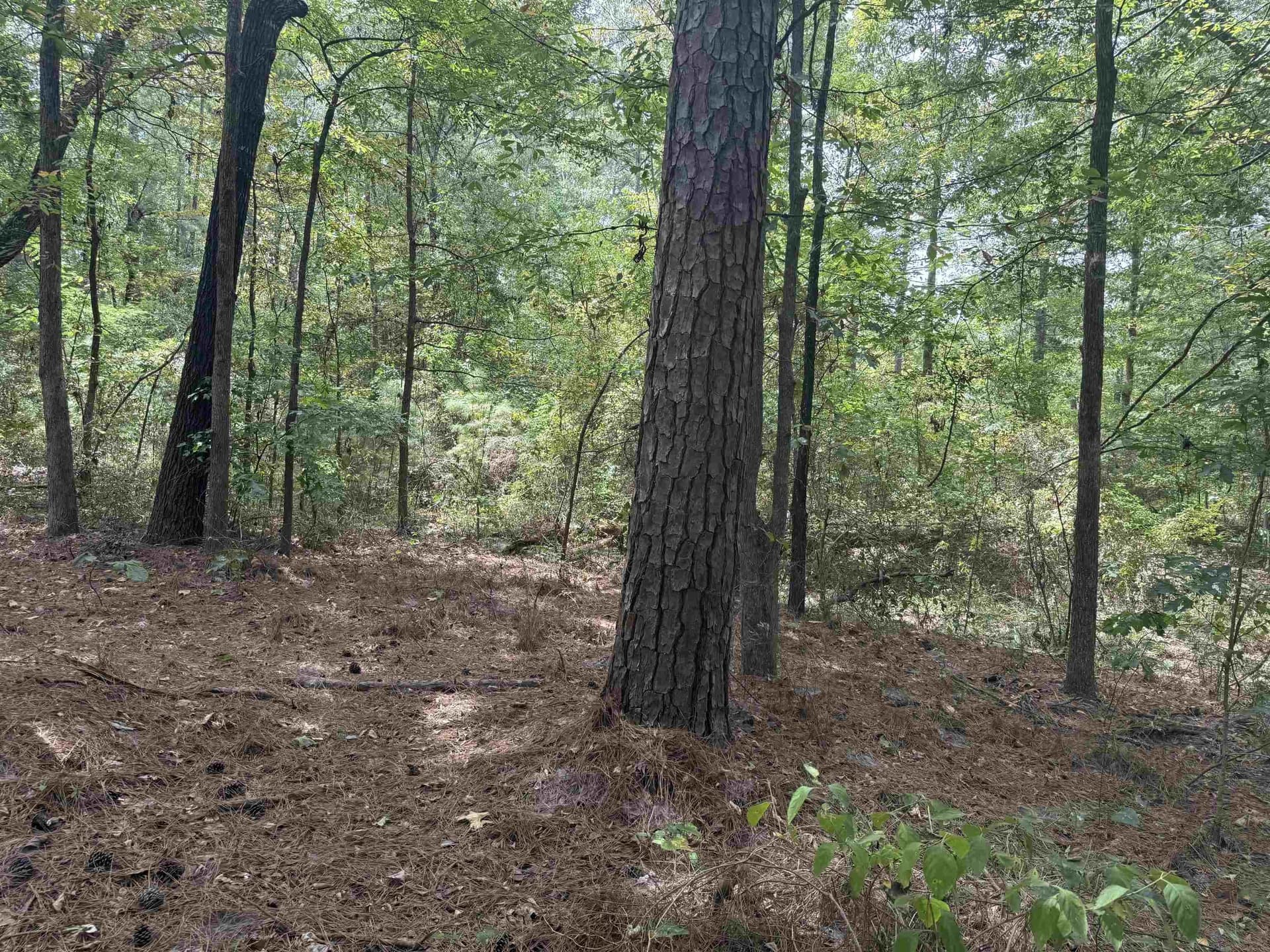 0.24 acres in Marion County - photo 5