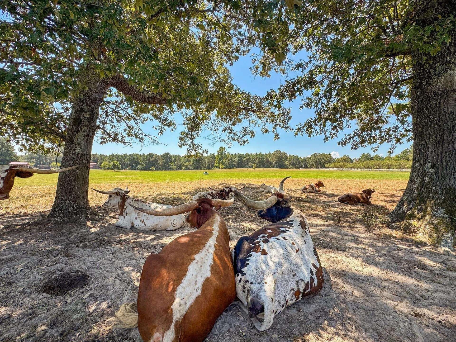 13.17 acres in Marion County - photo 48