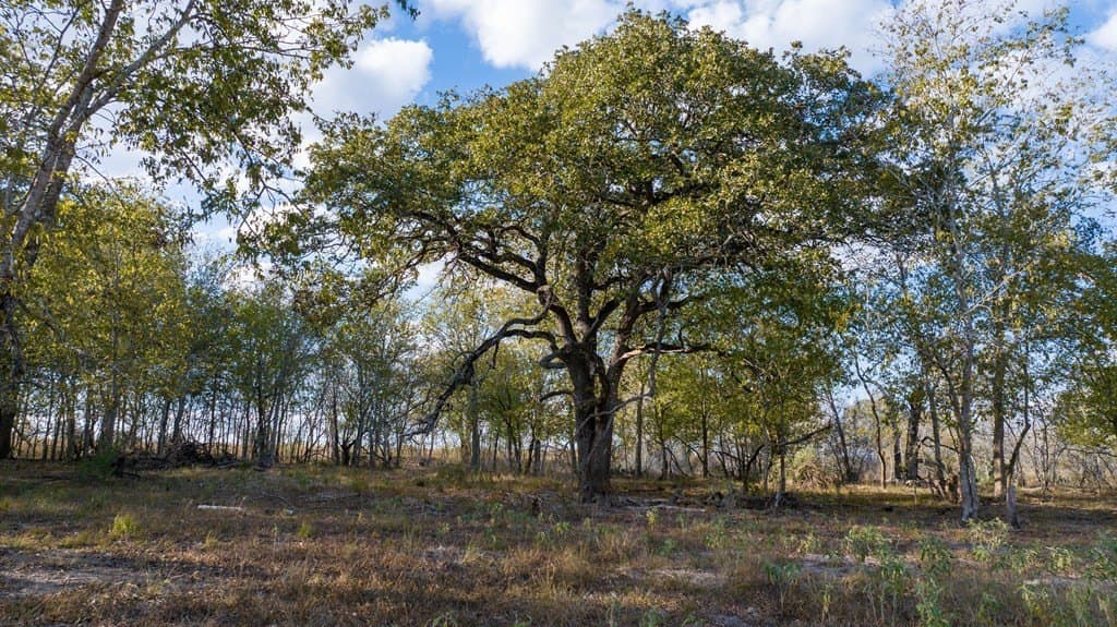 104.4 acres in Texas County featured view