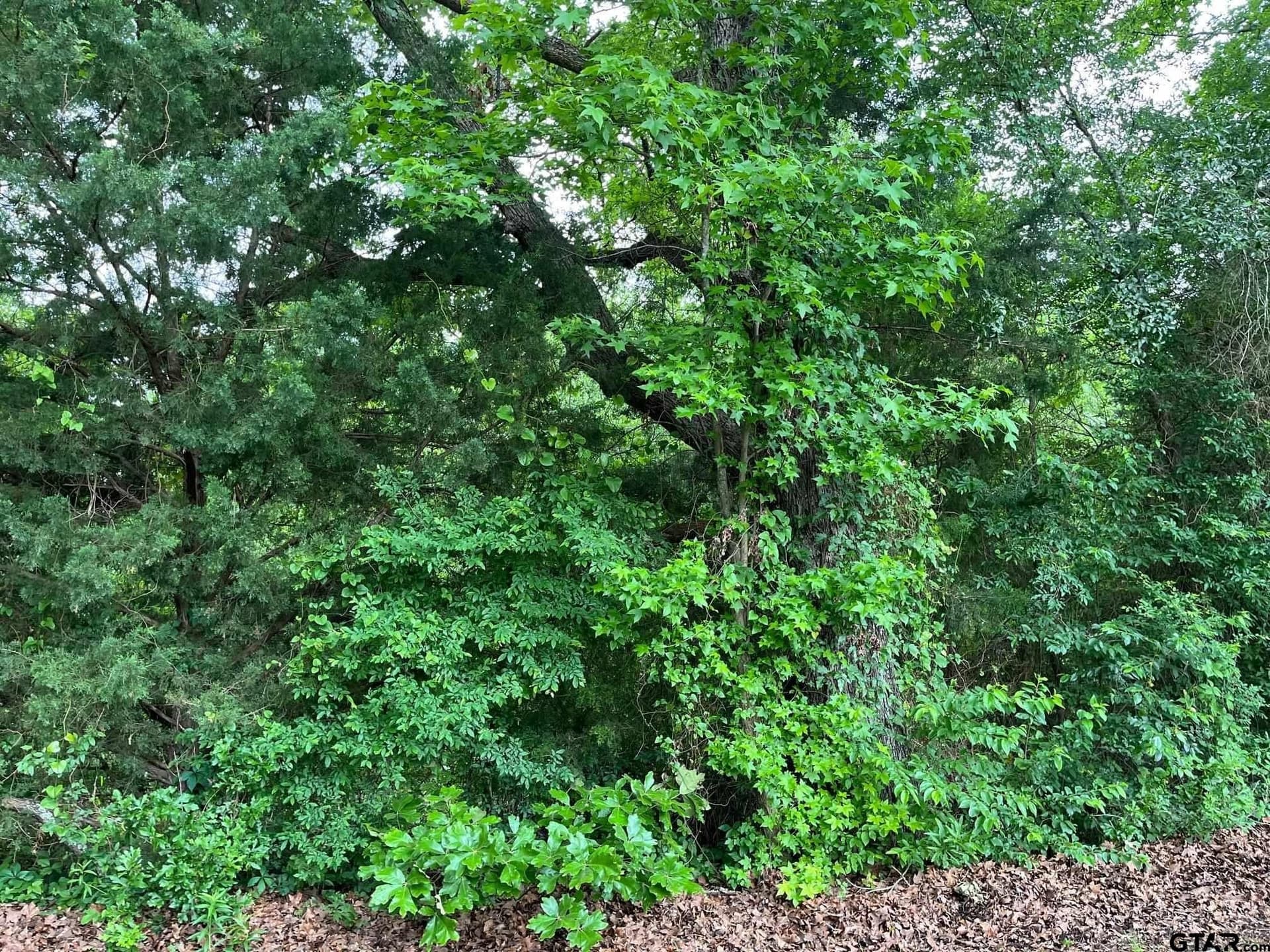 28.58 acres in Wood County