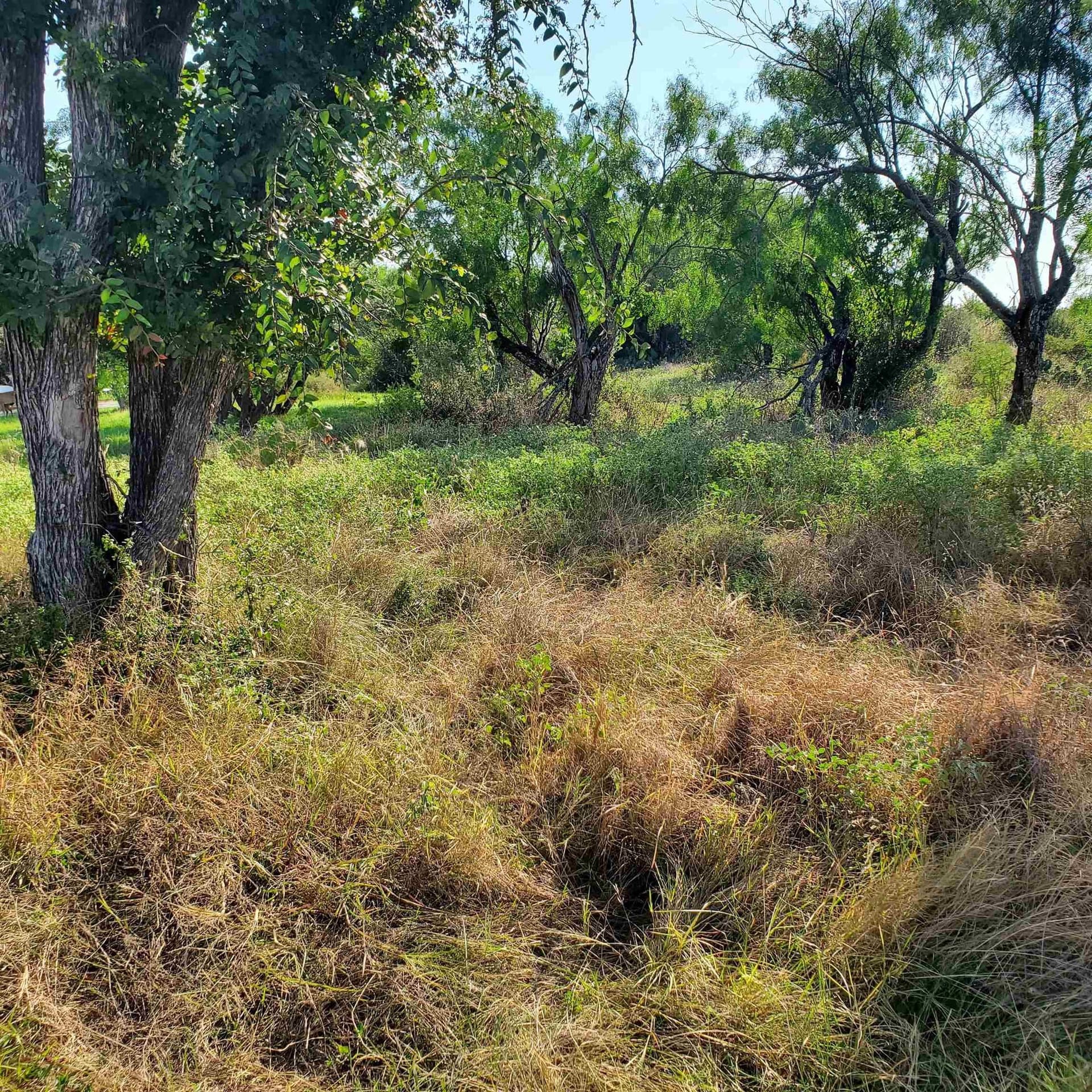 0.23 acres in Burnet County gallery image 3