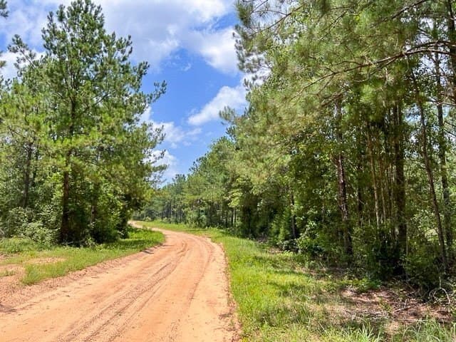 28 acres in Tyler County - photo 4