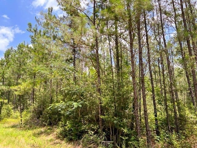 28 acres in Tyler County - photo 14