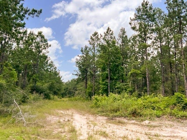 28 acres in Tyler County - photo 12