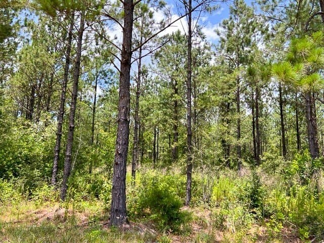 28 acres in Tyler County - photo 10