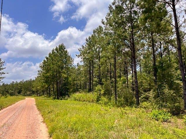28 acres in Tyler County - photo 6
