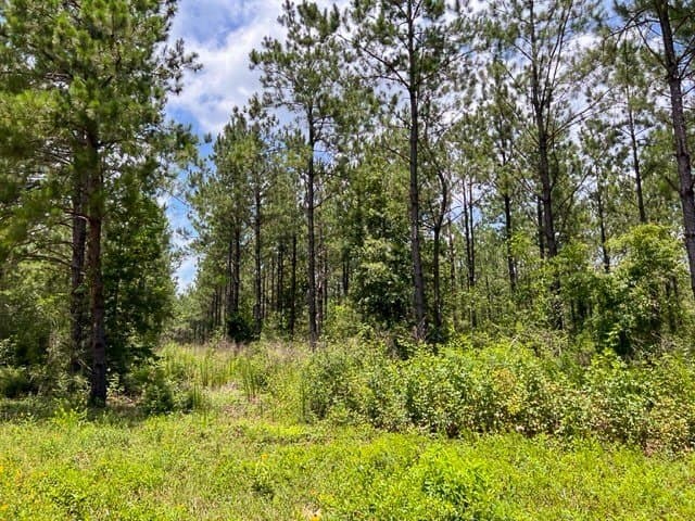 28 acres in Tyler County - photo 7