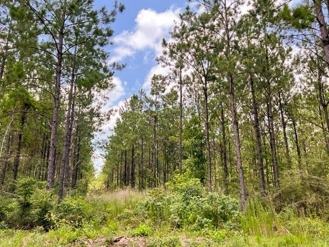 28 acres in Tyler County - photo 11