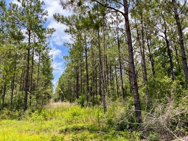 28 acres in Tyler County - photo 8