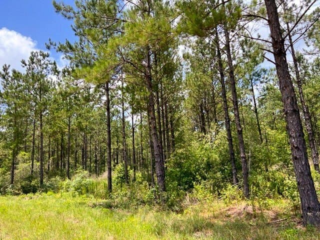 28 acres in Tyler County - photo 9