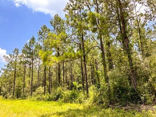 28 acres in Tyler County - photo 17