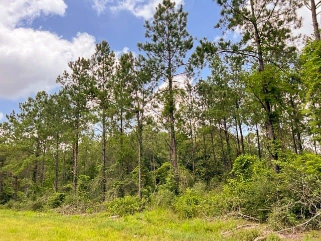 28 acres in Tyler County - photo 13
