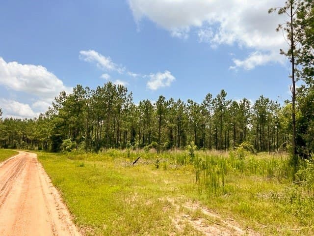28 acres in Tyler County - photo 16