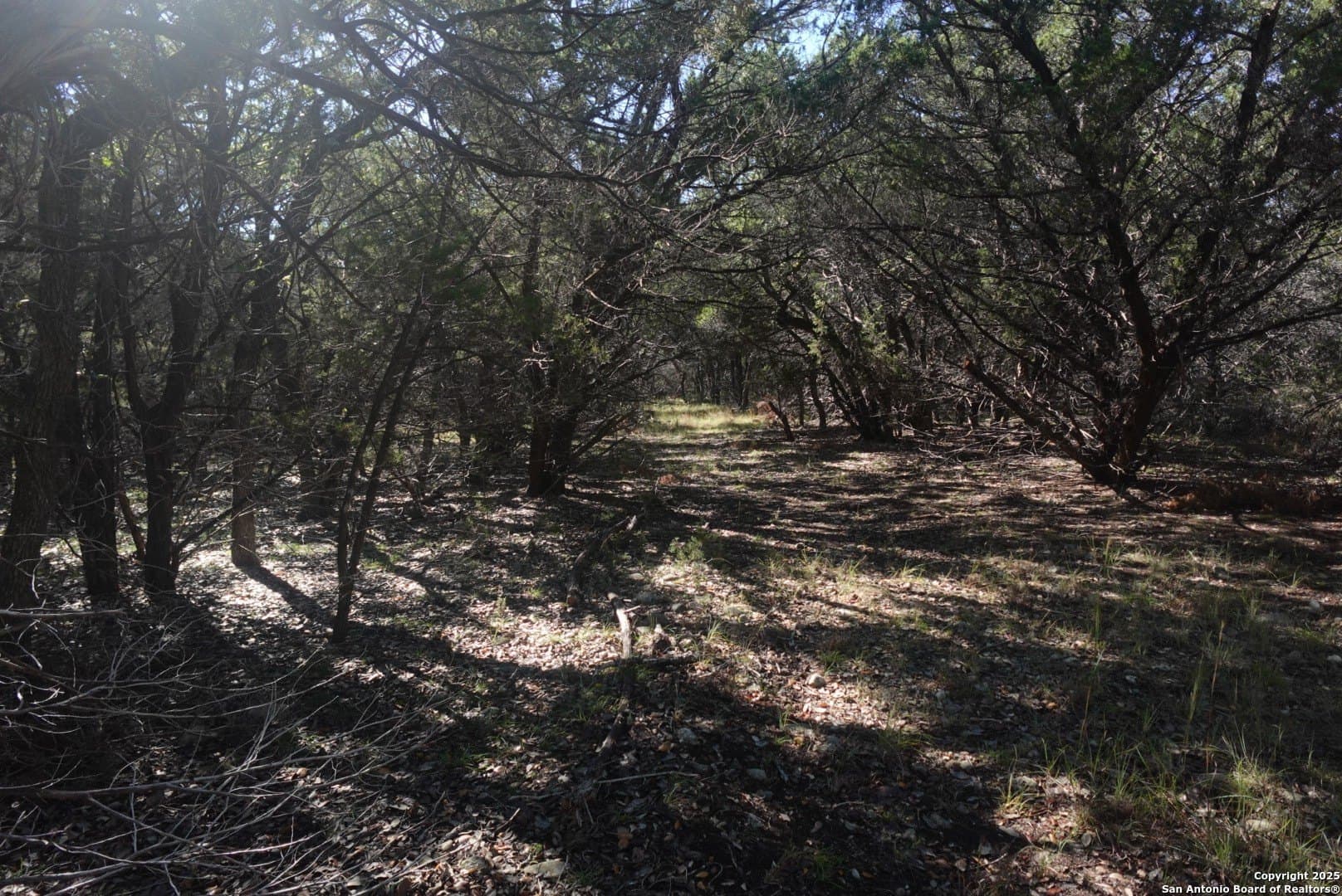 3.46 acres in Hays County gallery image 4