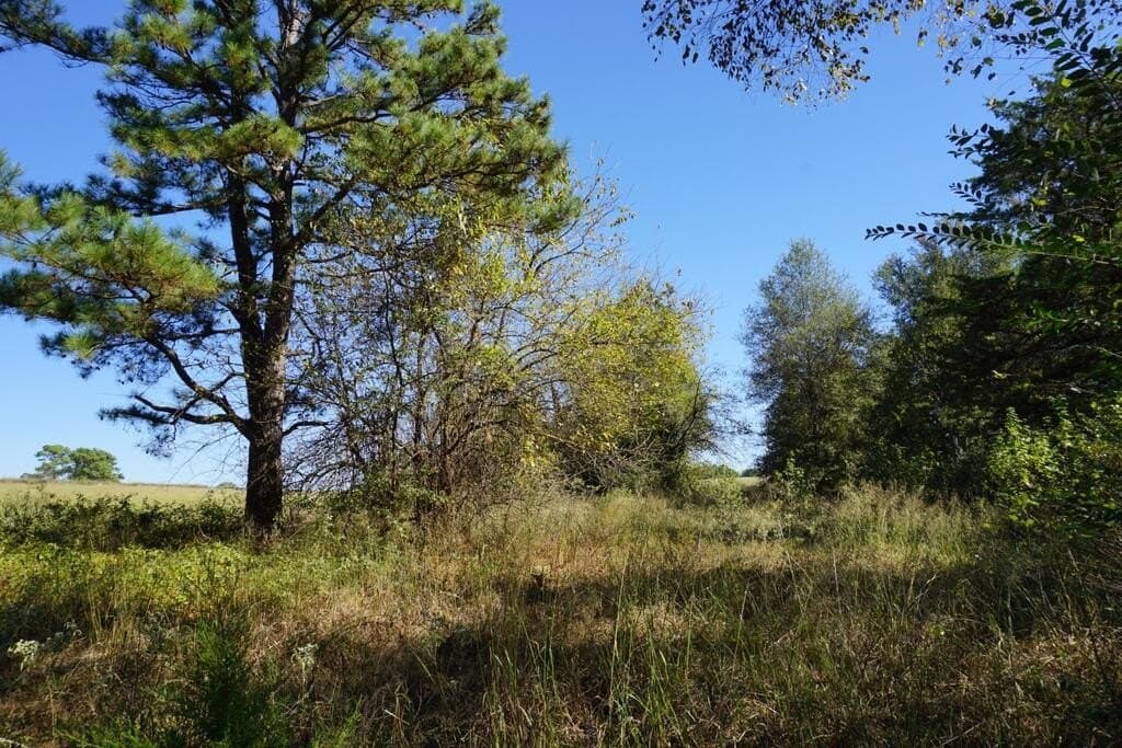 23 acres in Morris County - photo 25