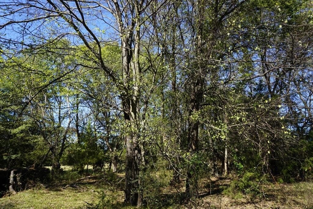 23 acres in Morris County - photo 22