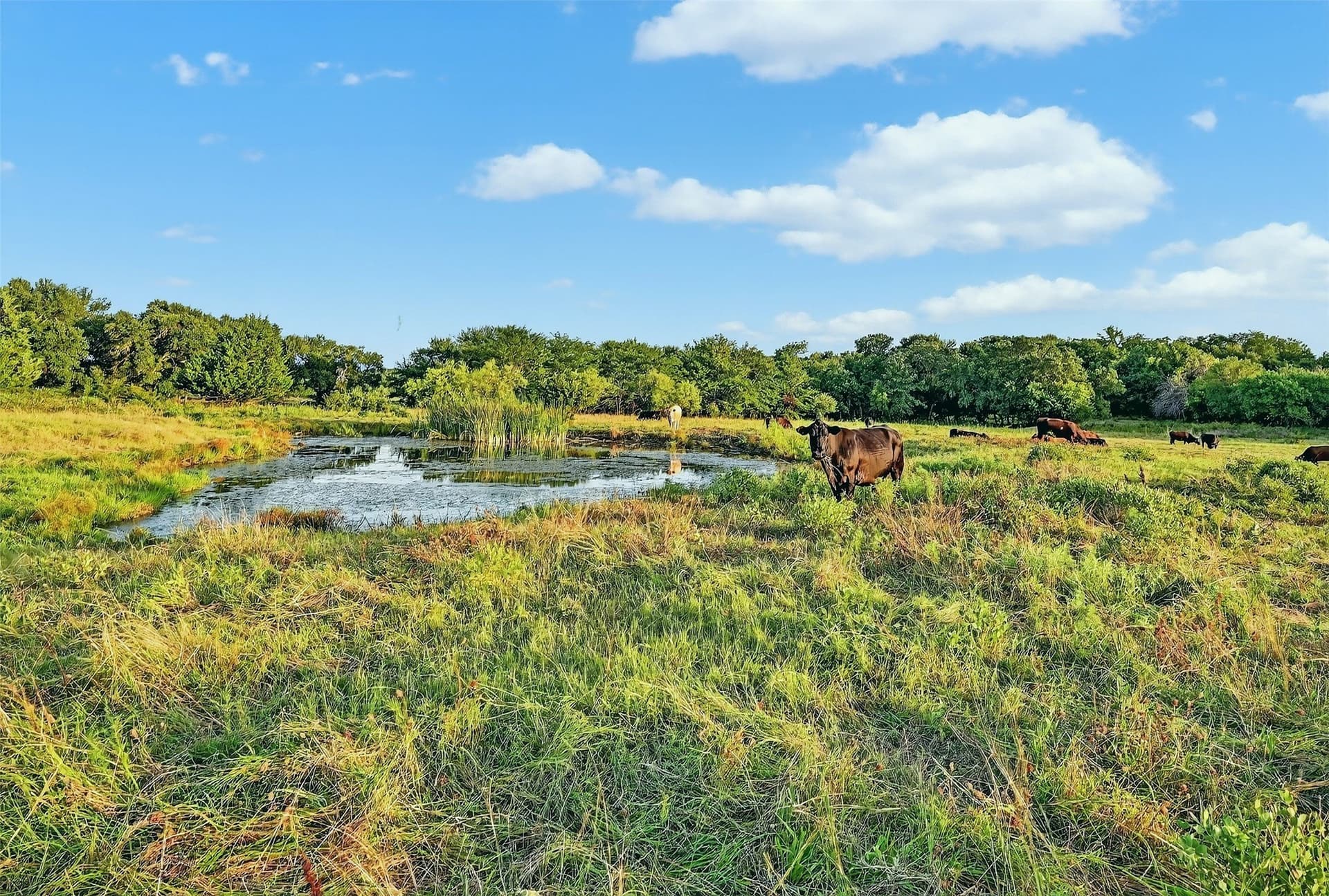 15.05 acres in Grayson County gallery image 3