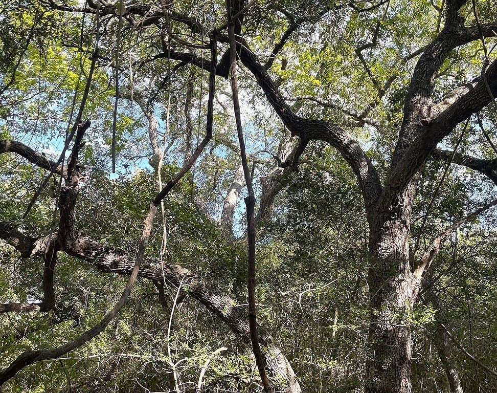 11.59 acres in Lavaca County - photo 11