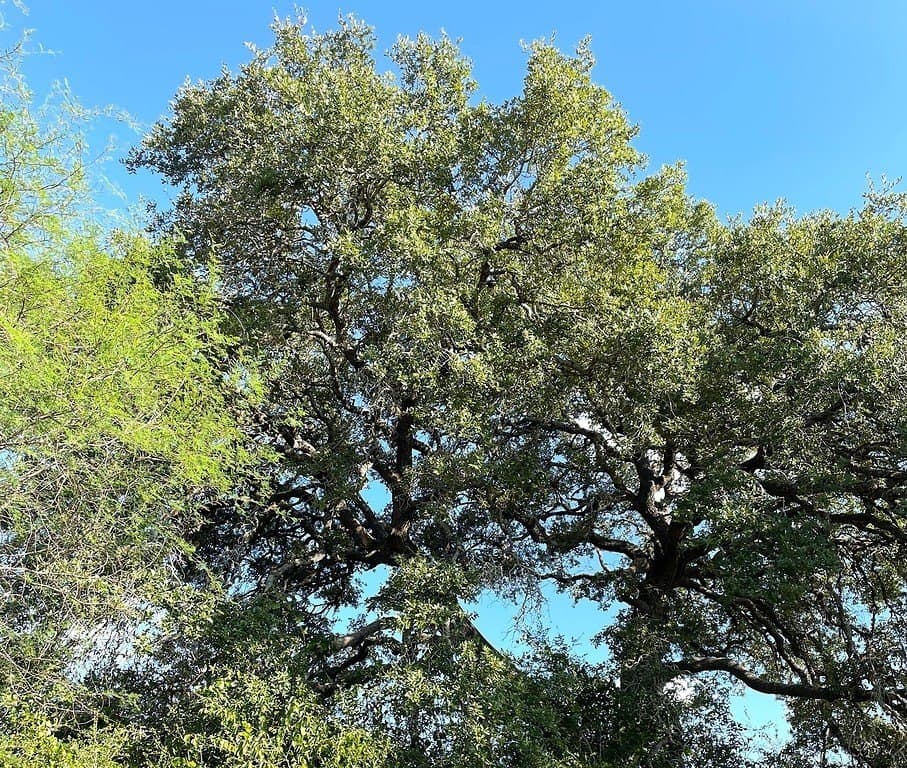 11.59 acres in Lavaca County - photo 15