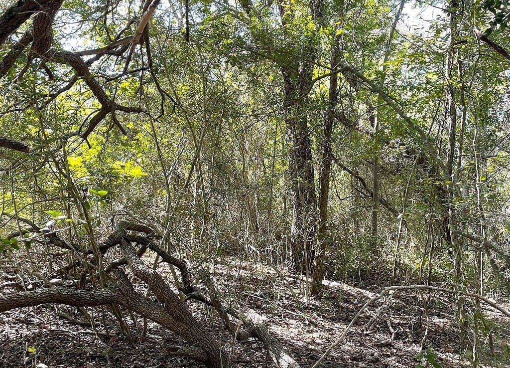 11.59 acres in Lavaca County - photo 8