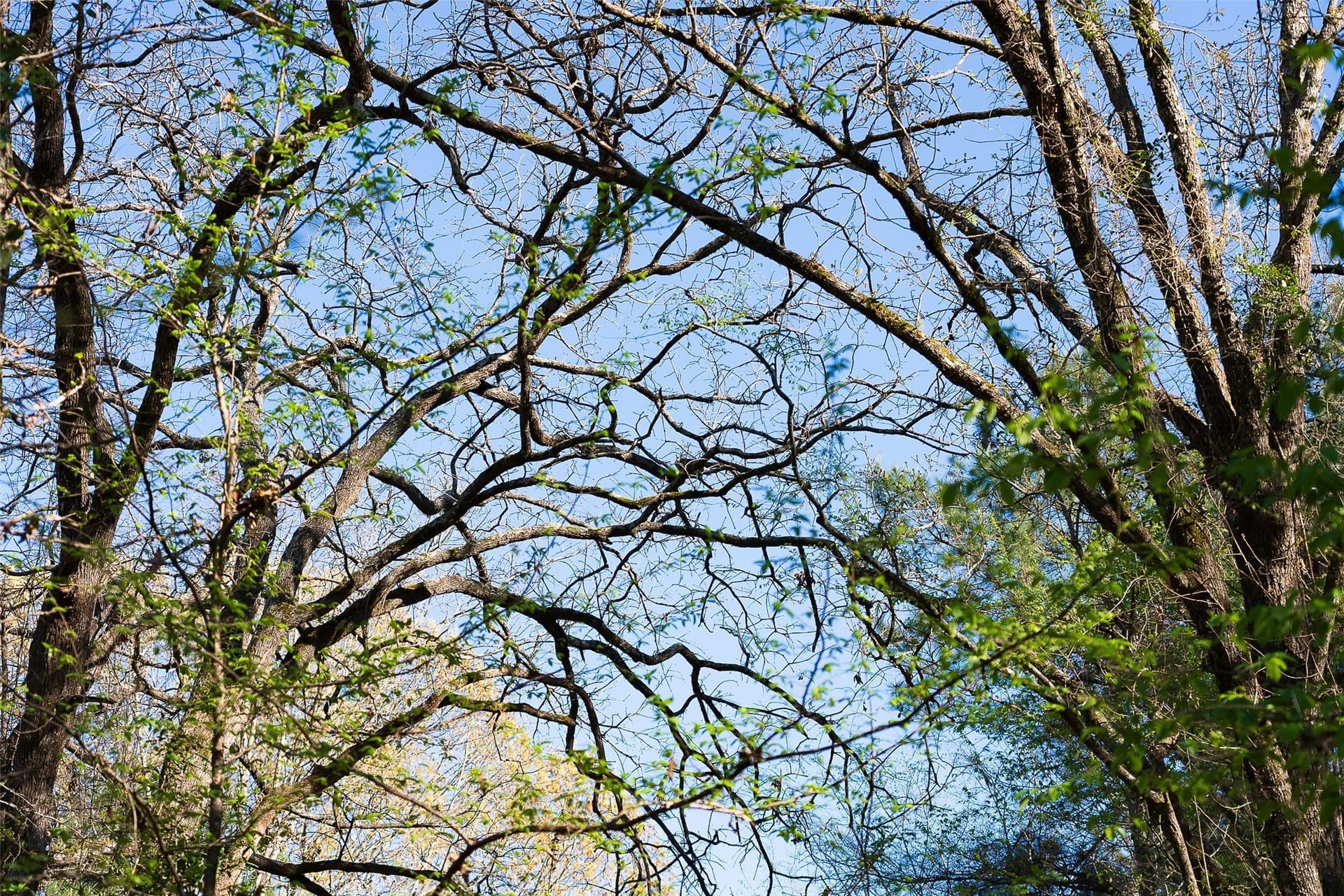 300.71 acres in Cherokee County - photo 7