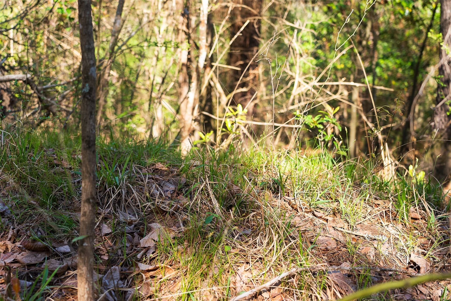 300.71 acres in Cherokee County - photo 22