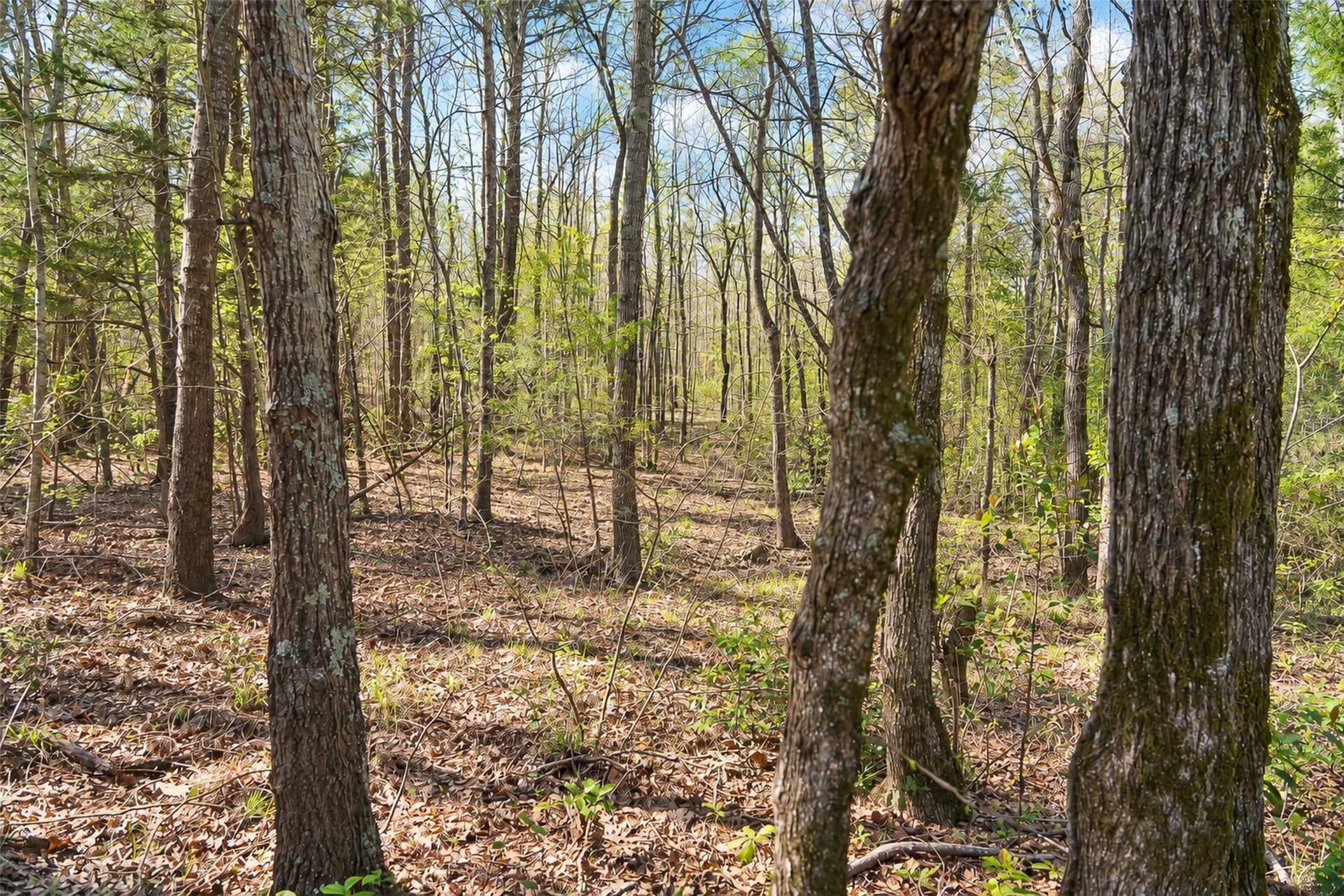 300.71 acres in Cherokee County - photo 31