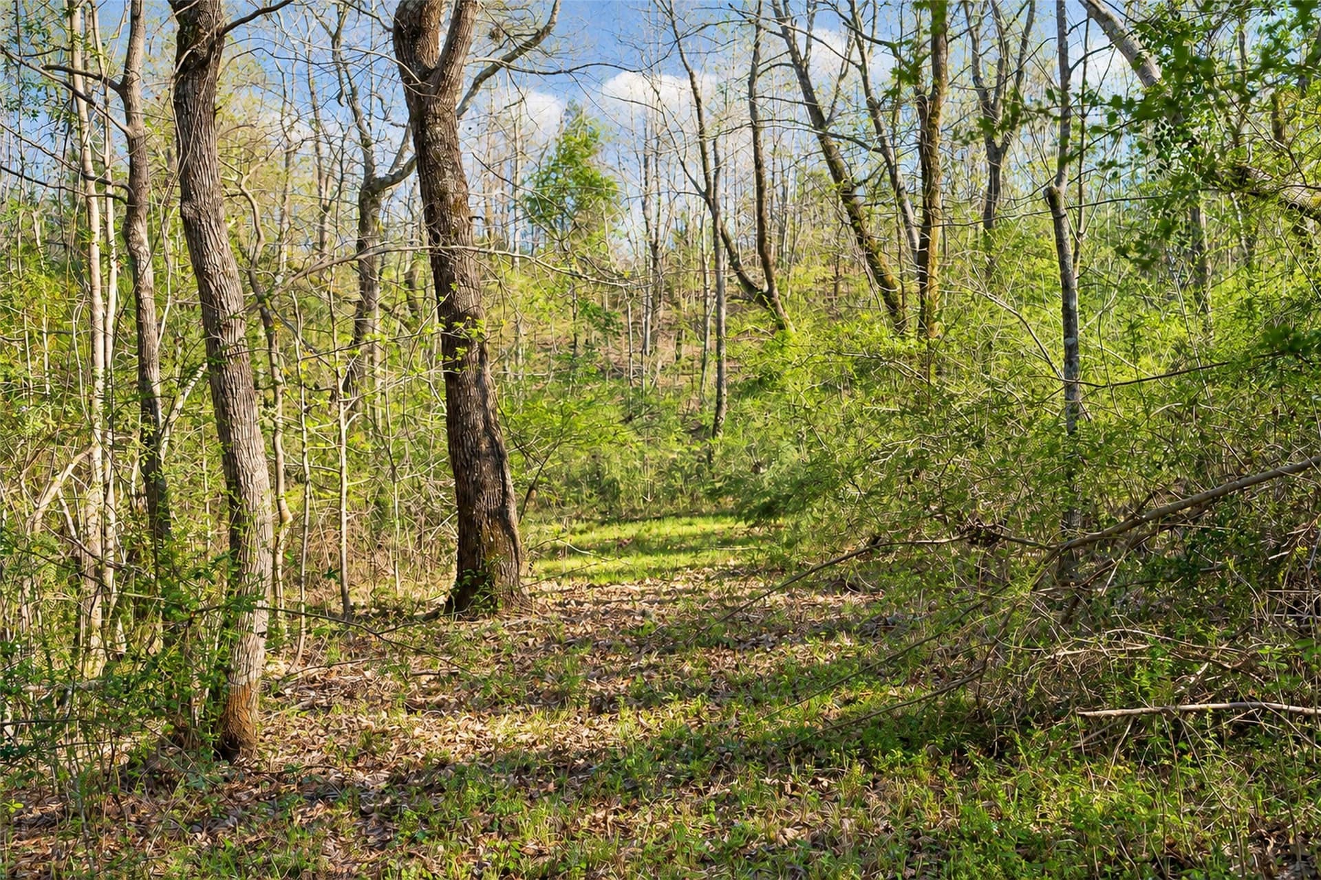 300.71 acres in Cherokee County - photo 4