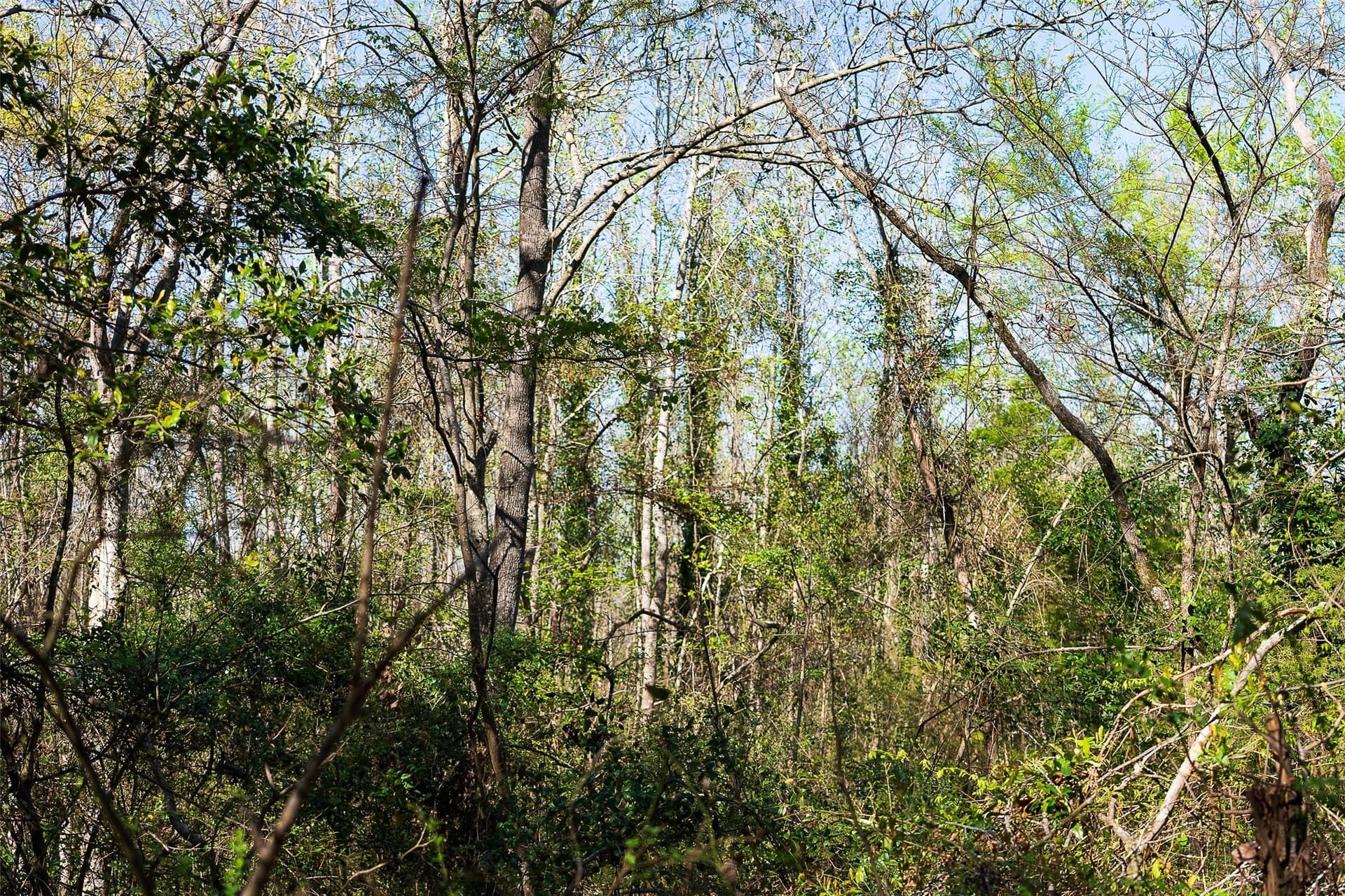 300.71 acres in Cherokee County - photo 30
