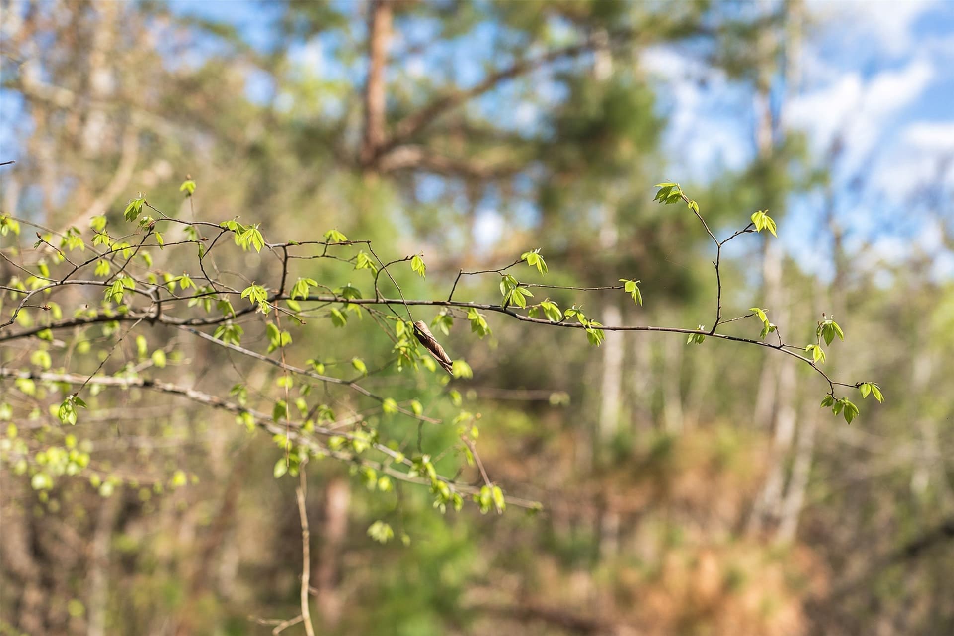 300.71 acres in Cherokee County - photo 28