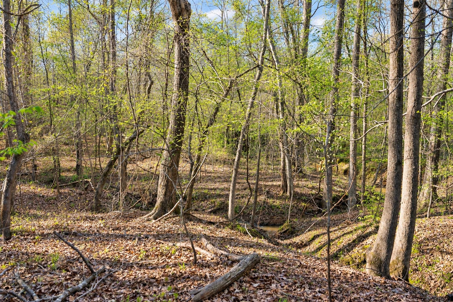 300.71 acres in Cherokee County - photo 3