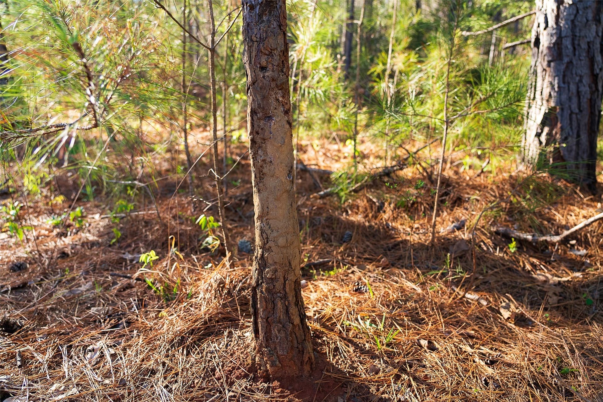 300.71 acres in Cherokee County - photo 15
