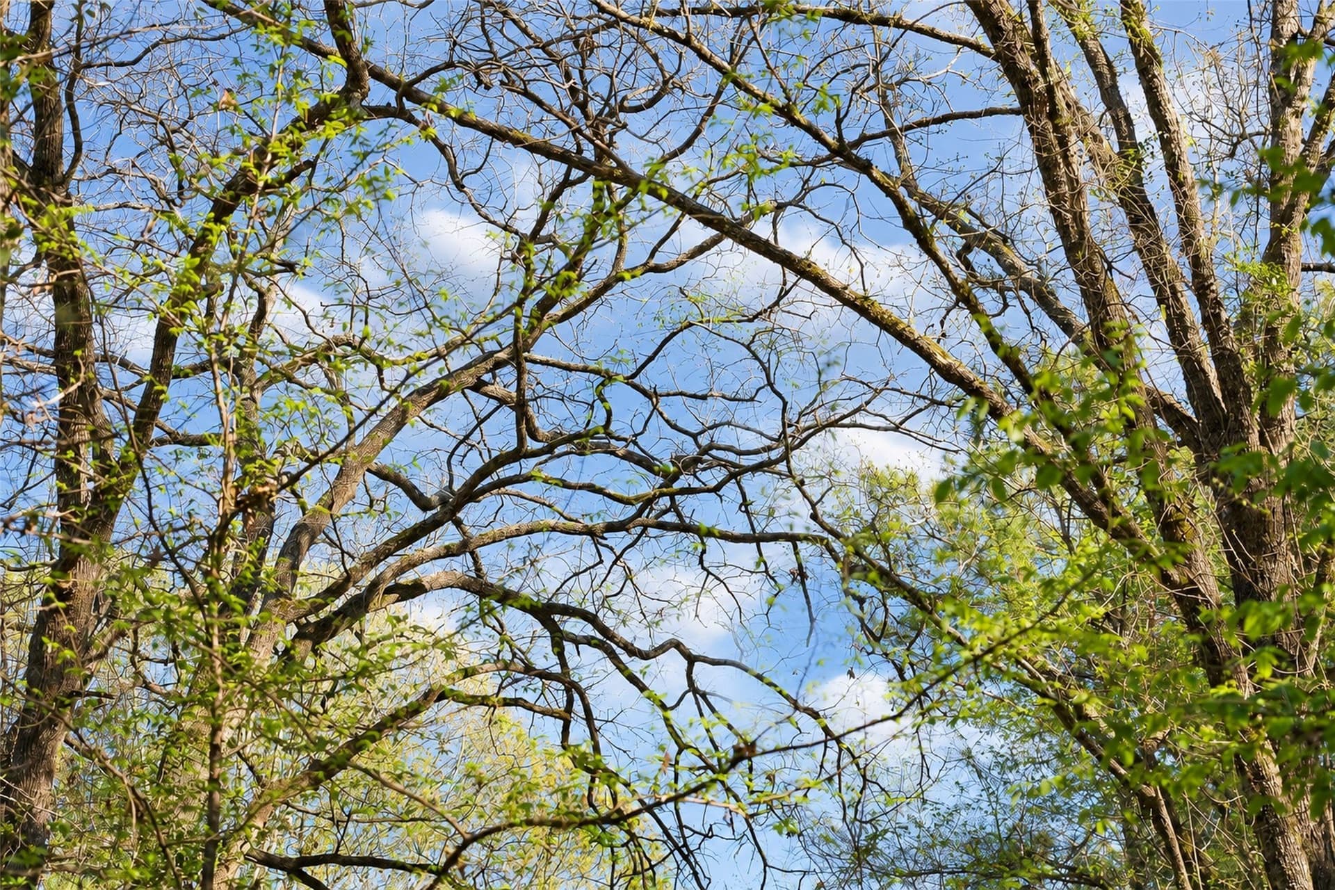 300.71 acres in Cherokee County - photo 12