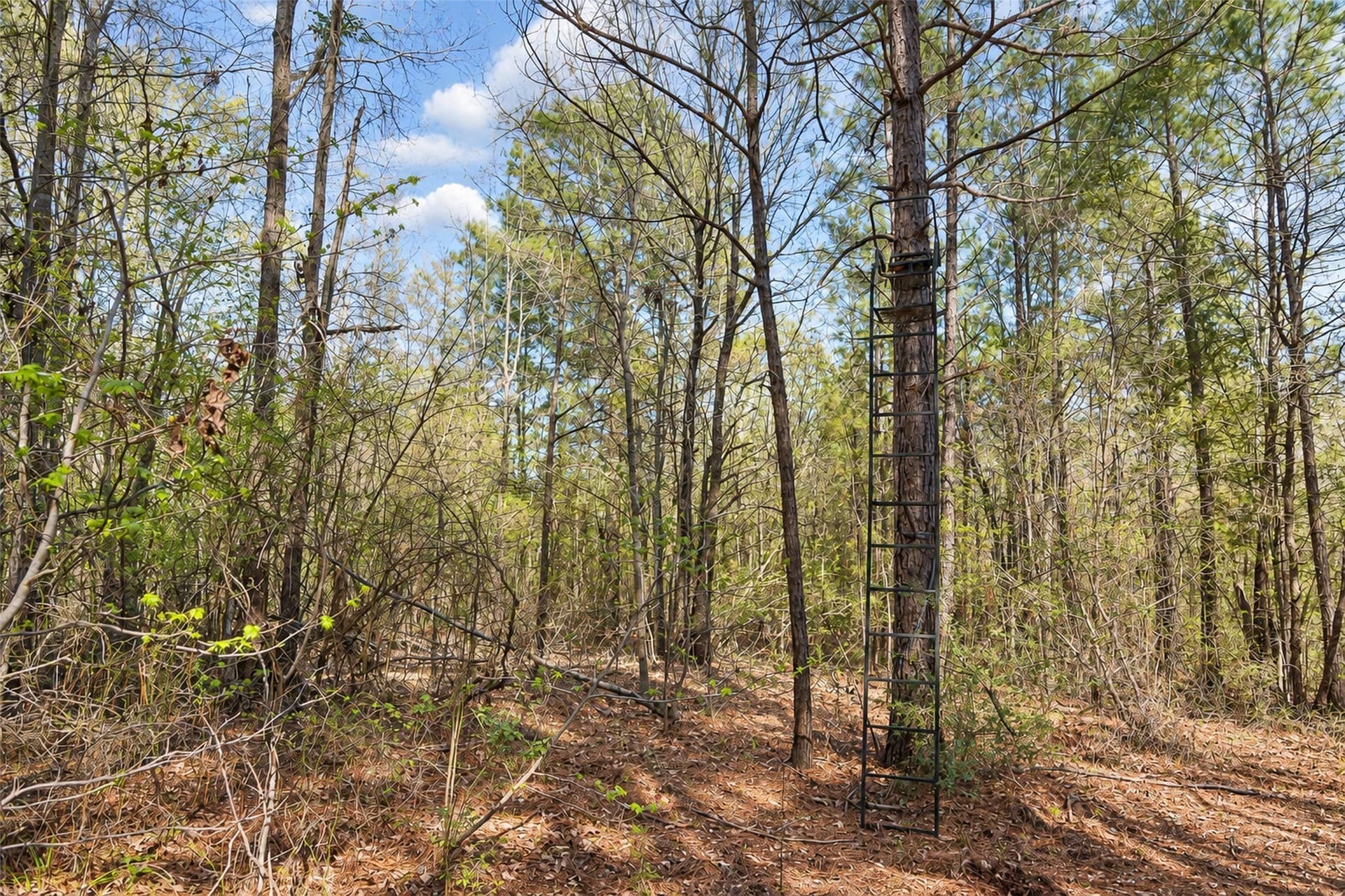 300.71 acres in Cherokee County - photo 29