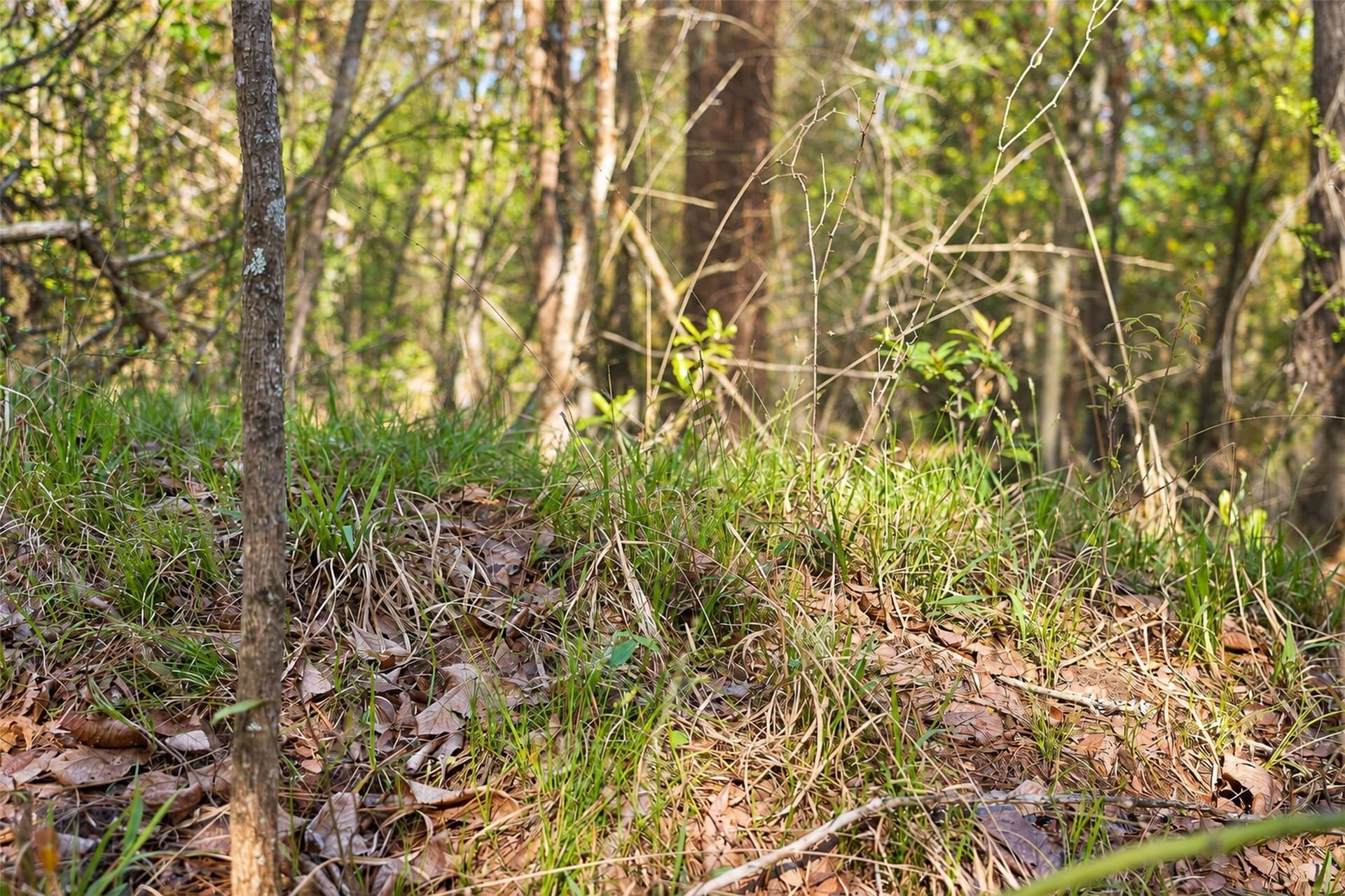 300.71 acres in Cherokee County - photo 32