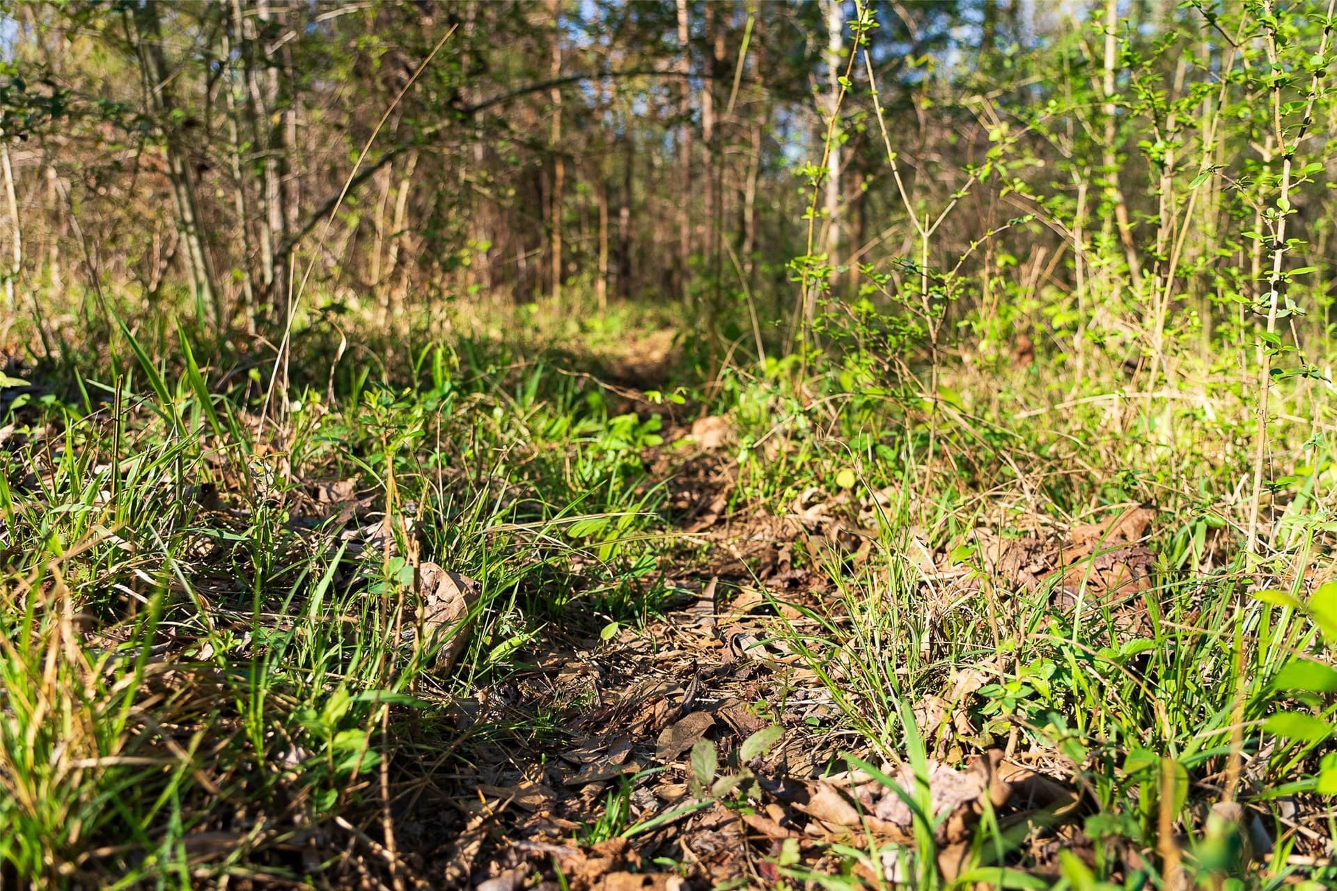 300.71 acres in Cherokee County - photo 8