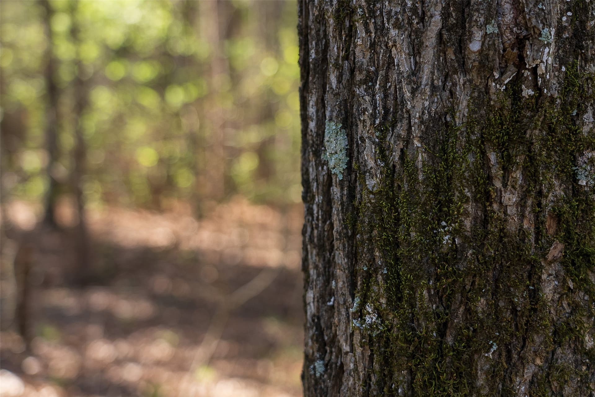 300.71 acres in Cherokee County - photo 29