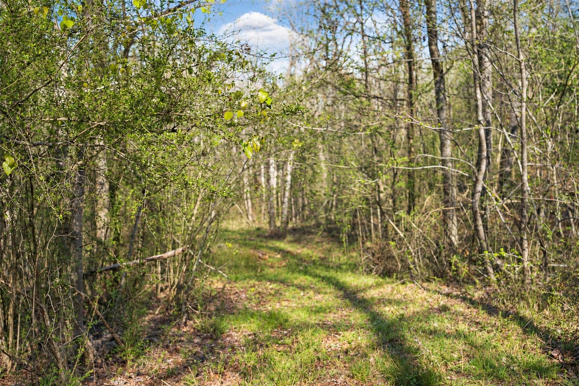 300.71 acres in Cherokee County - photo 17