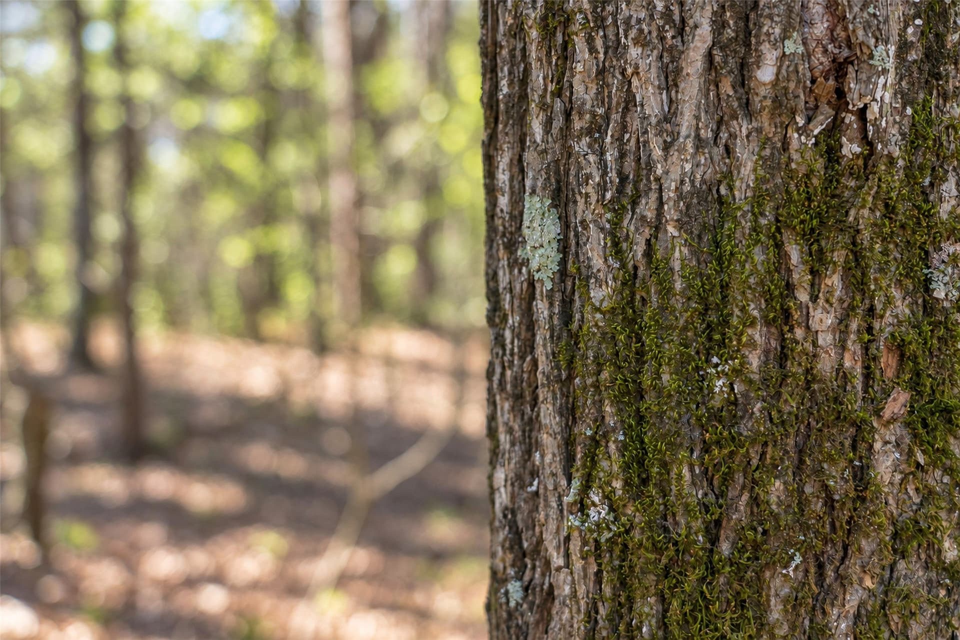 300.71 acres in Cherokee County - photo 37