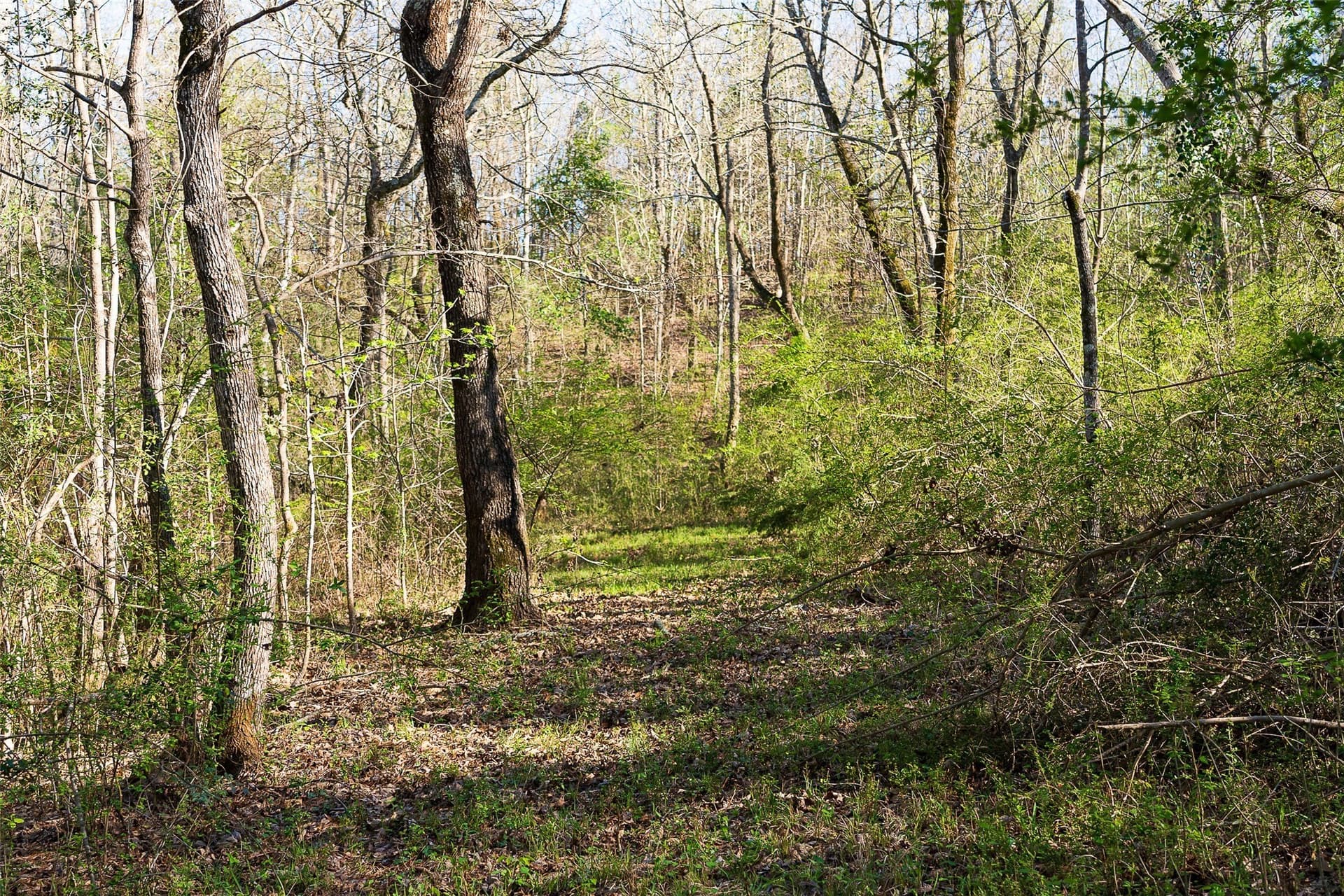300.71 acres in Cherokee County gallery image 3