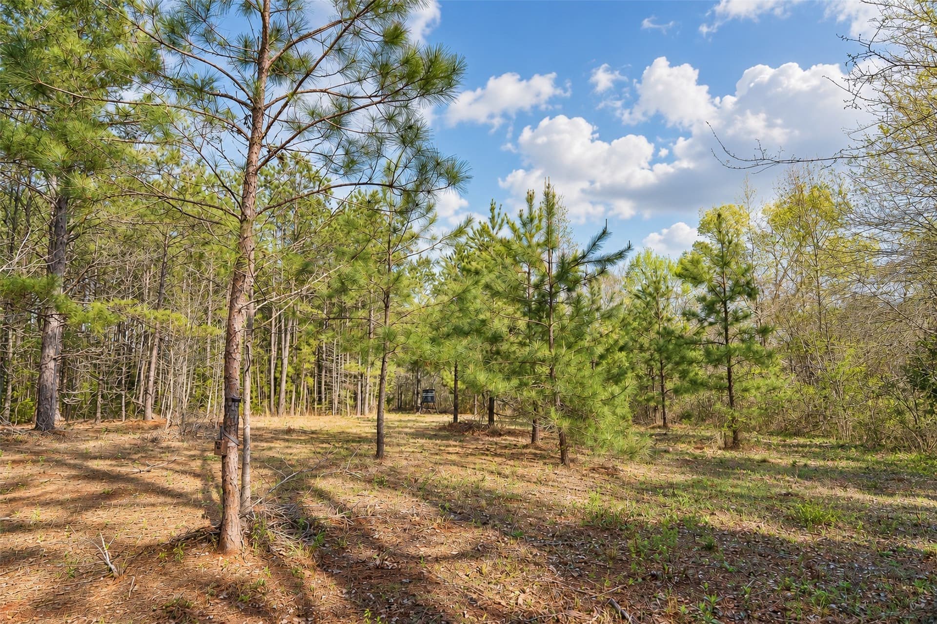 300.71 acres in Cherokee County - photo 27