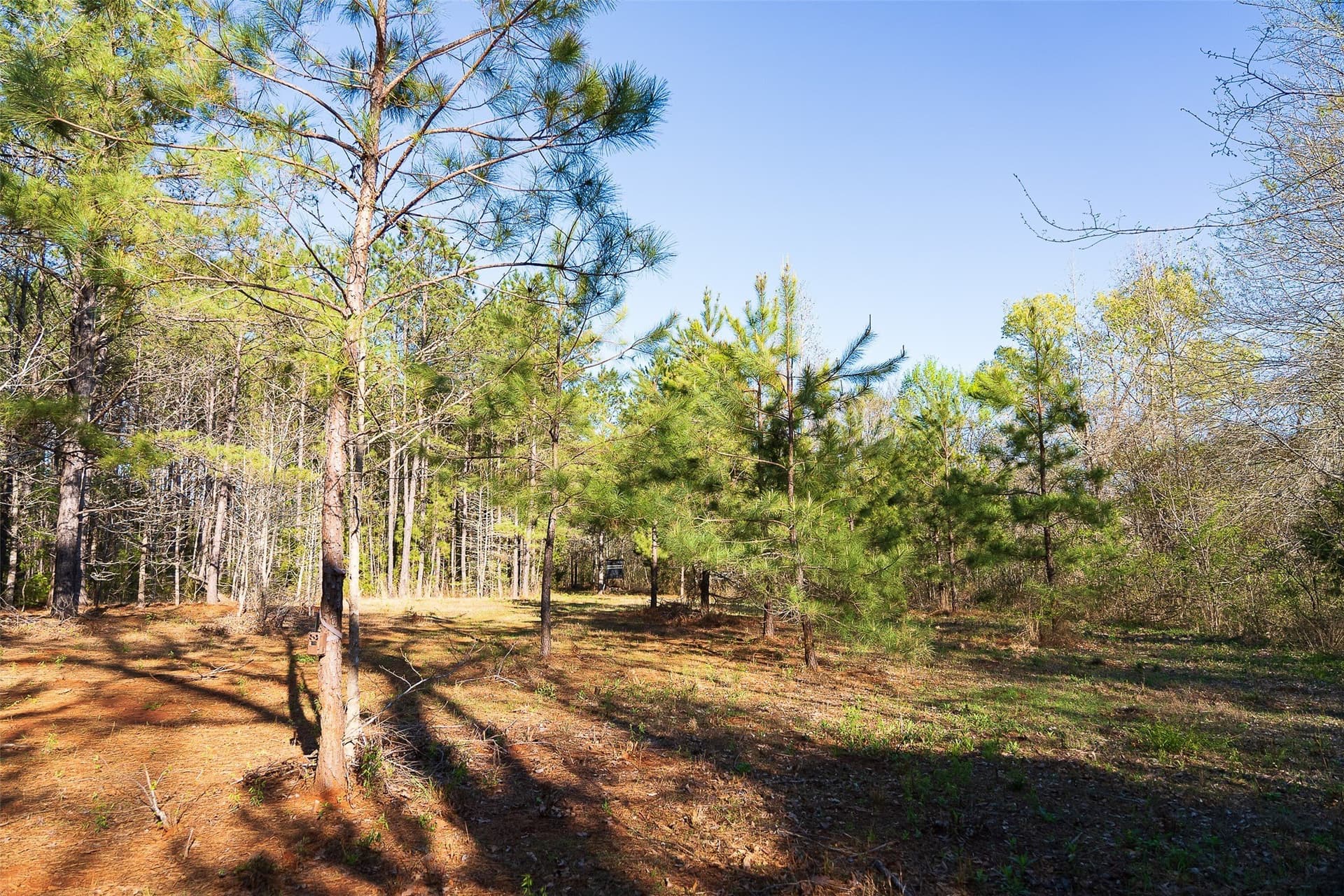 300.71 acres in Cherokee County - photo 18