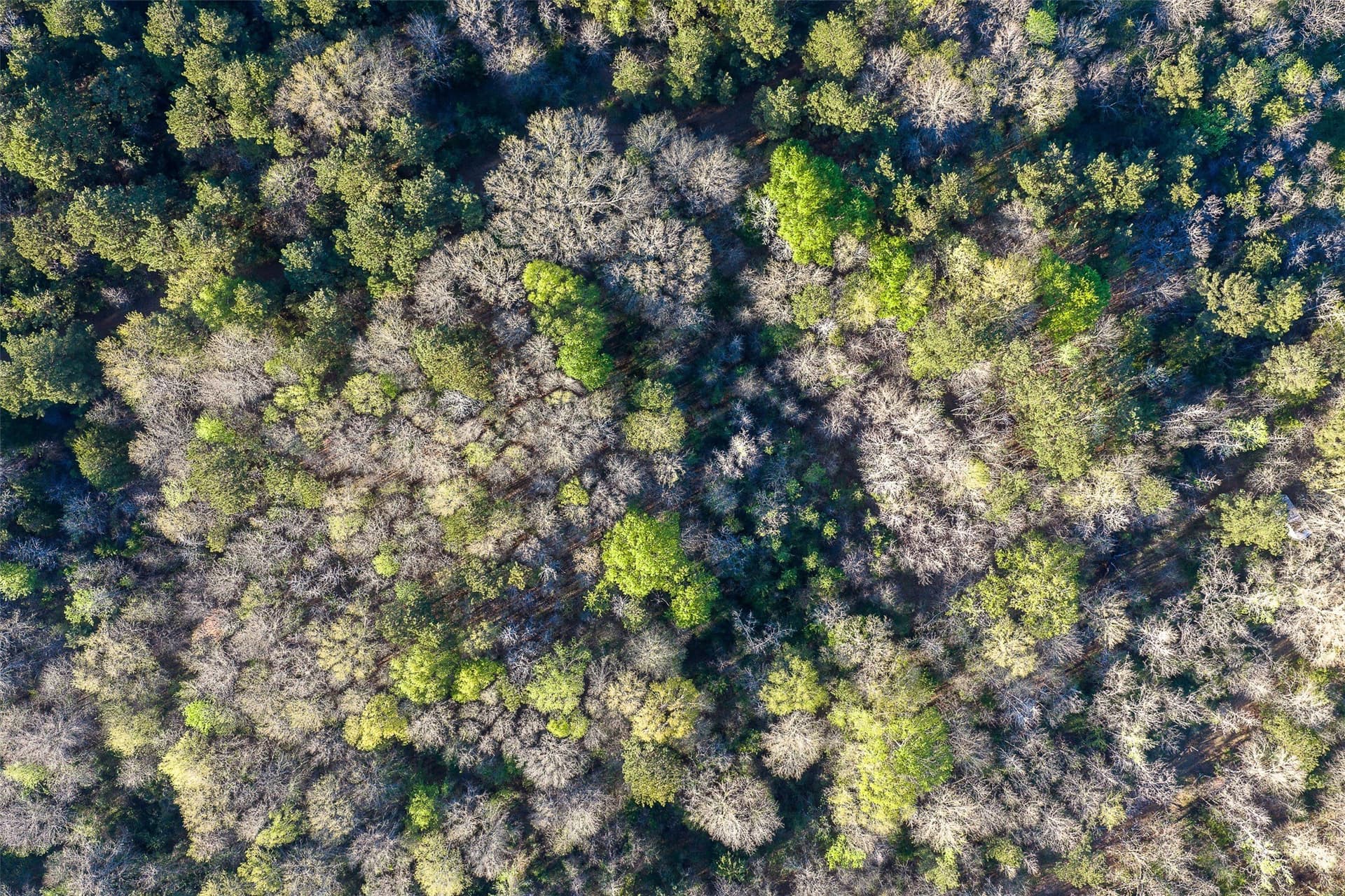 300.71 acres in Cherokee County gallery image 4