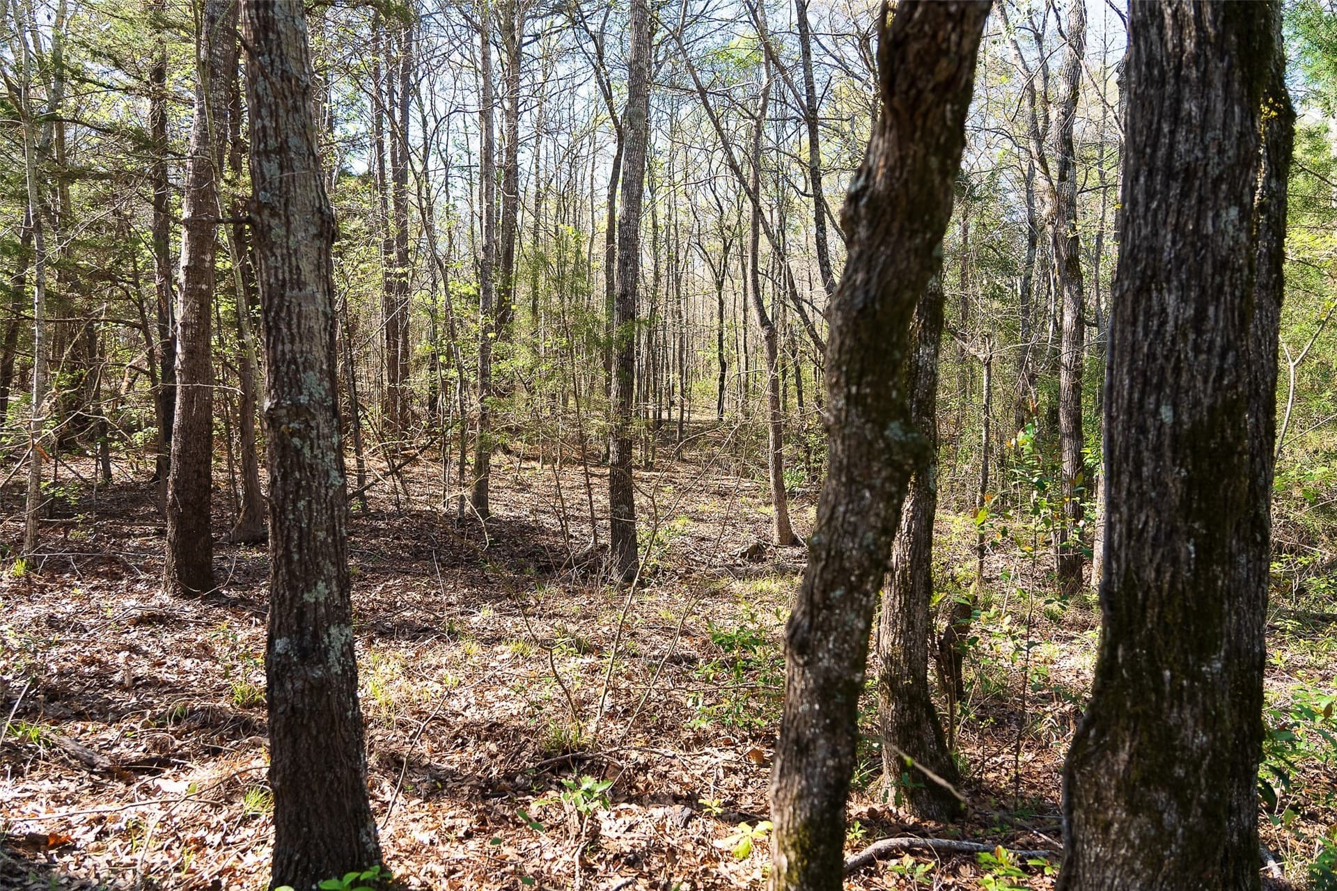 300.71 acres in Cherokee County - photo 21